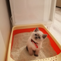 British Shorthair, Kedi  Balım fotoğrafı