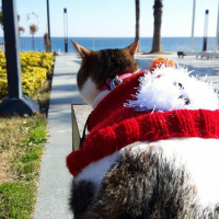Tekir Kedi, Kedi  Sütlaç fotoğrafı