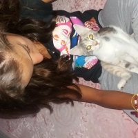 Tekir Kedi, Kedi  Pıtırcık fotoğrafı