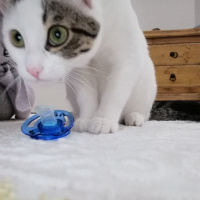 Tekir Kedi, Kedi  Barbie fotoğrafı