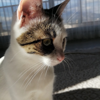 Tekir Kedi, Kedi  Barbie fotoğrafı