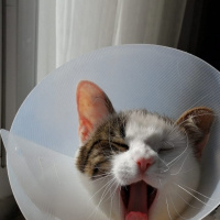 Tekir Kedi, Kedi  Barbie fotoğrafı