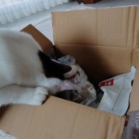 Tekir Kedi, Kedi  Barbie fotoğrafı