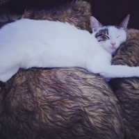 Tekir Kedi, Kedi  Barbie fotoğrafı