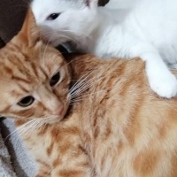 Tekir Kedi, Kedi  Barbie fotoğrafı