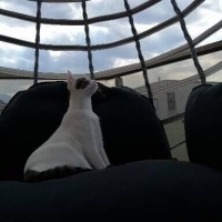 Tekir Kedi, Kedi  Barbie fotoğrafı