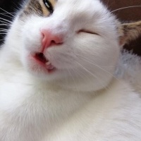 Tekir Kedi, Kedi  Barbie fotoğrafı