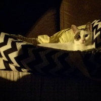 Tekir Kedi, Kedi  Barbie fotoğrafı