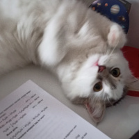 Birman, Kedi  İnci fotoğrafı