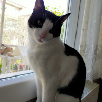 Tuxedo (Smokin) Kedi, Kedi  Kaju fotoğrafı