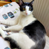 Tuxedo (Smokin) Kedi, Kedi  Kaju fotoğrafı