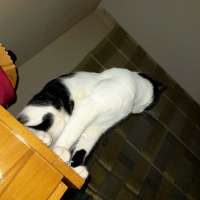 Tuxedo (Smokin) Kedi, Kedi  Kaju fotoğrafı