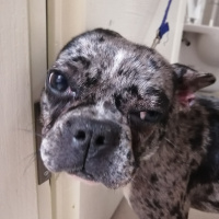 Fransız Bulldog, Köpek  Paris fotoğrafı
