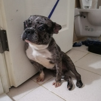 Fransız Bulldog, Köpek  Paris fotoğrafı