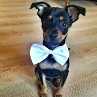 Minyatür Pinscher, Köpek  Biber fotoğrafı