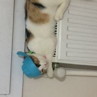 Tekir Kedi, Kedi  Yumak fotoğrafı