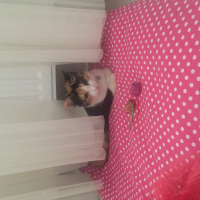 Tekir Kedi, Kedi  Yumak fotoğrafı