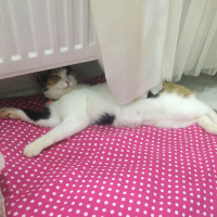 Tekir Kedi, Kedi  Yumak fotoğrafı