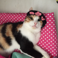 Tekir Kedi, Kedi  Yumak fotoğrafı