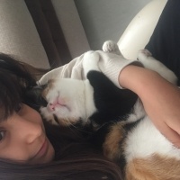 Tekir Kedi, Kedi  Yumak fotoğrafı