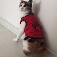 Tekir Kedi, Kedi  Yumak fotoğrafı