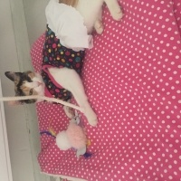 Tekir Kedi, Kedi  Yumak fotoğrafı