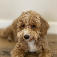 Poodle (Minyatür Kaniş), Köpek  Bony fotoğrafı
