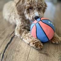 Poodle (Minyatür Kaniş), Köpek  Bony fotoğrafı