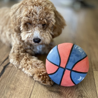 Poodle (Minyatür Kaniş), Köpek  Bony fotoğrafı