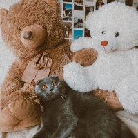 Scottish Fold, Kedi  Sirius fotoğrafı