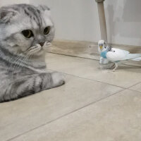 Scottish Fold, Kedi  Lucky fotoğrafı