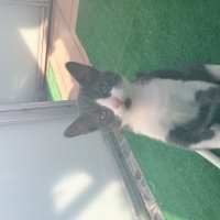 Tekir Kedi, Kedi  3 adet badem(sarı),fıstık( mavi-gri), fındık(siyah fotoğrafı