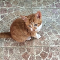 Tekir Kedi, Kedi  3 adet badem(sarı),fıstık( mavi-gri), fındık(siyah fotoğrafı
