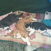 Tekir Kedi, Kedi  3 adet badem(sarı),fıstık( mavi-gri), fındık(siyah fotoğrafı