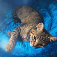 Tekir Kedi, Kedi  Isabella fotoğrafı