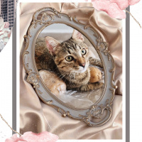 Tekir Kedi, Kedi  Isabella fotoğrafı