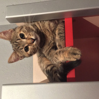 Tekir Kedi, Kedi  Isabella fotoğrafı