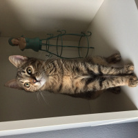 Tekir Kedi, Kedi  Isabella fotoğrafı