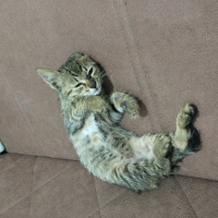 Tekir Kedi, Kedi  Isabella fotoğrafı