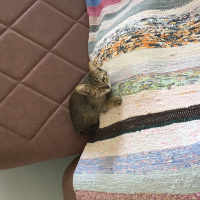 Tekir Kedi, Kedi  Isabella fotoğrafı