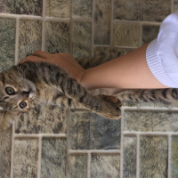 Tekir Kedi, Kedi  Isabella fotoğrafı