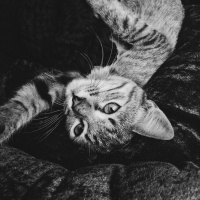 Tekir Kedi, Kedi  Isabella fotoğrafı