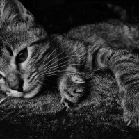 Tekir Kedi, Kedi  Isabella fotoğrafı