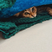 Tekir Kedi, Kedi  Isabella fotoğrafı