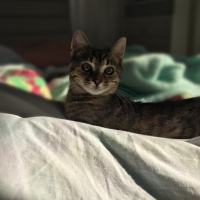 Tekir Kedi, Kedi  Isabella fotoğrafı