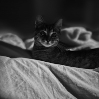 Tekir Kedi, Kedi  Isabella fotoğrafı