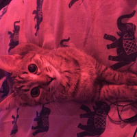 Tekir Kedi, Kedi  Isabella fotoğrafı