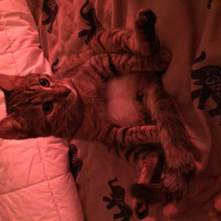 Tekir Kedi, Kedi  Isabella fotoğrafı