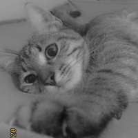 Tekir Kedi, Kedi  Isabella fotoğrafı