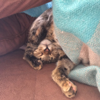 Tekir Kedi, Kedi  Isabella fotoğrafı